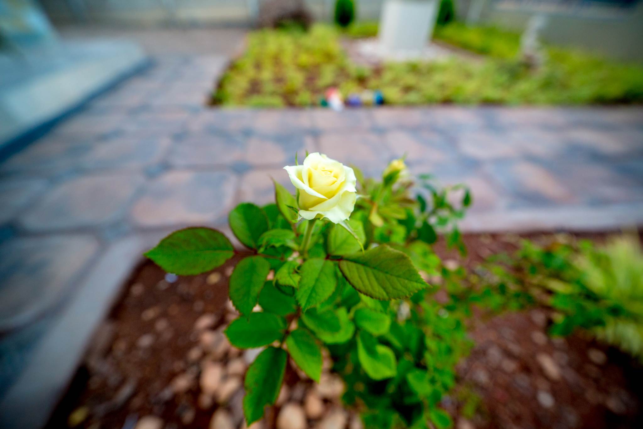 Rose in Garden